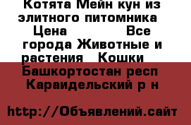 Котята Мейн-кун из элитного питомника › Цена ­ 20 000 - Все города Животные и растения » Кошки   . Башкортостан респ.,Караидельский р-н